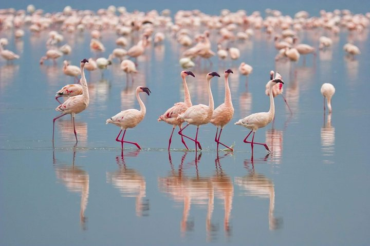 Flamingos 